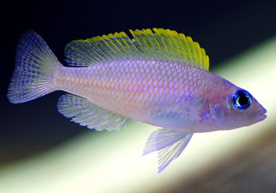 Лампрологус Каудопунктатус